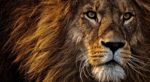 AnimalChat- jetzt bei Die Höhle der Löwen
